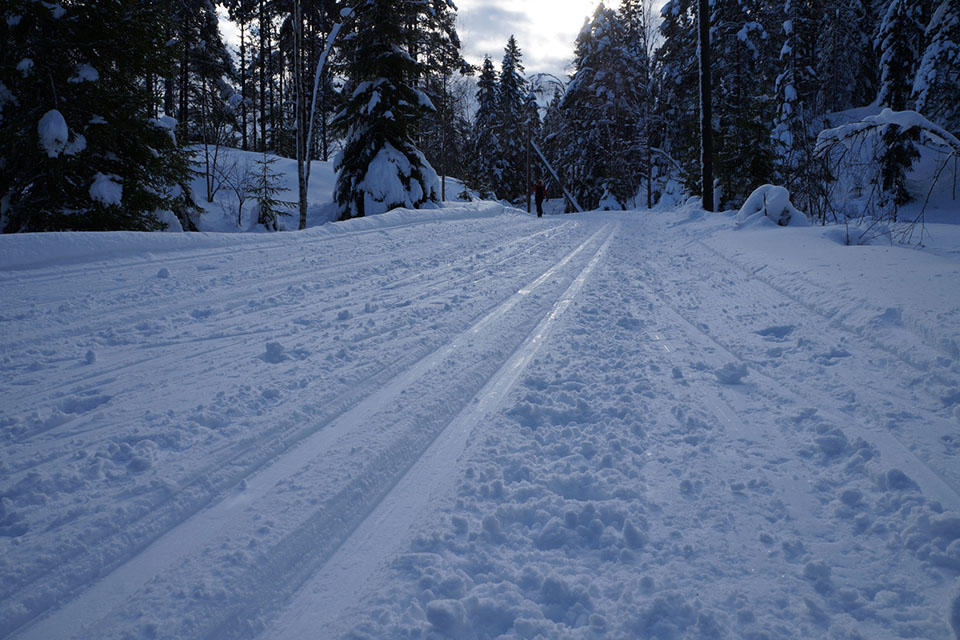 skidspår mellan björkträd