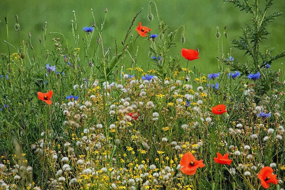 Äng med sommarblommor i olika färger.