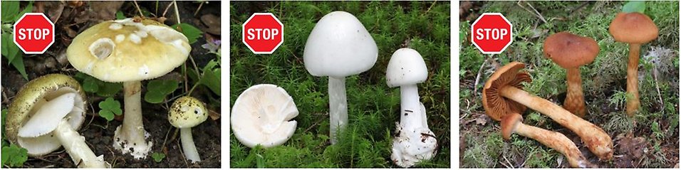 Giftiga svampar