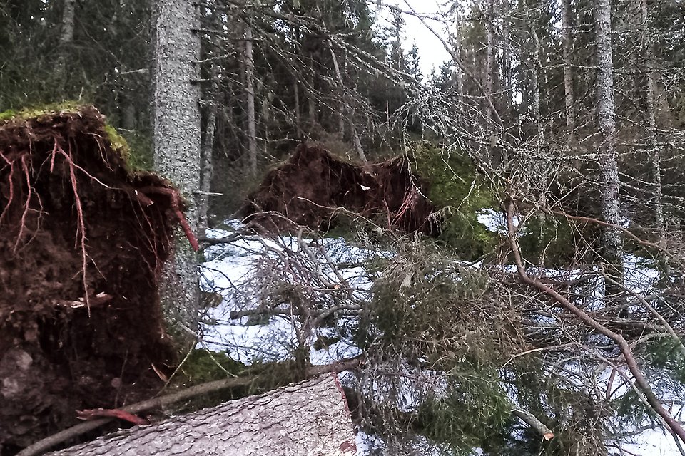 Skog med flera rotvältor och fallna träd